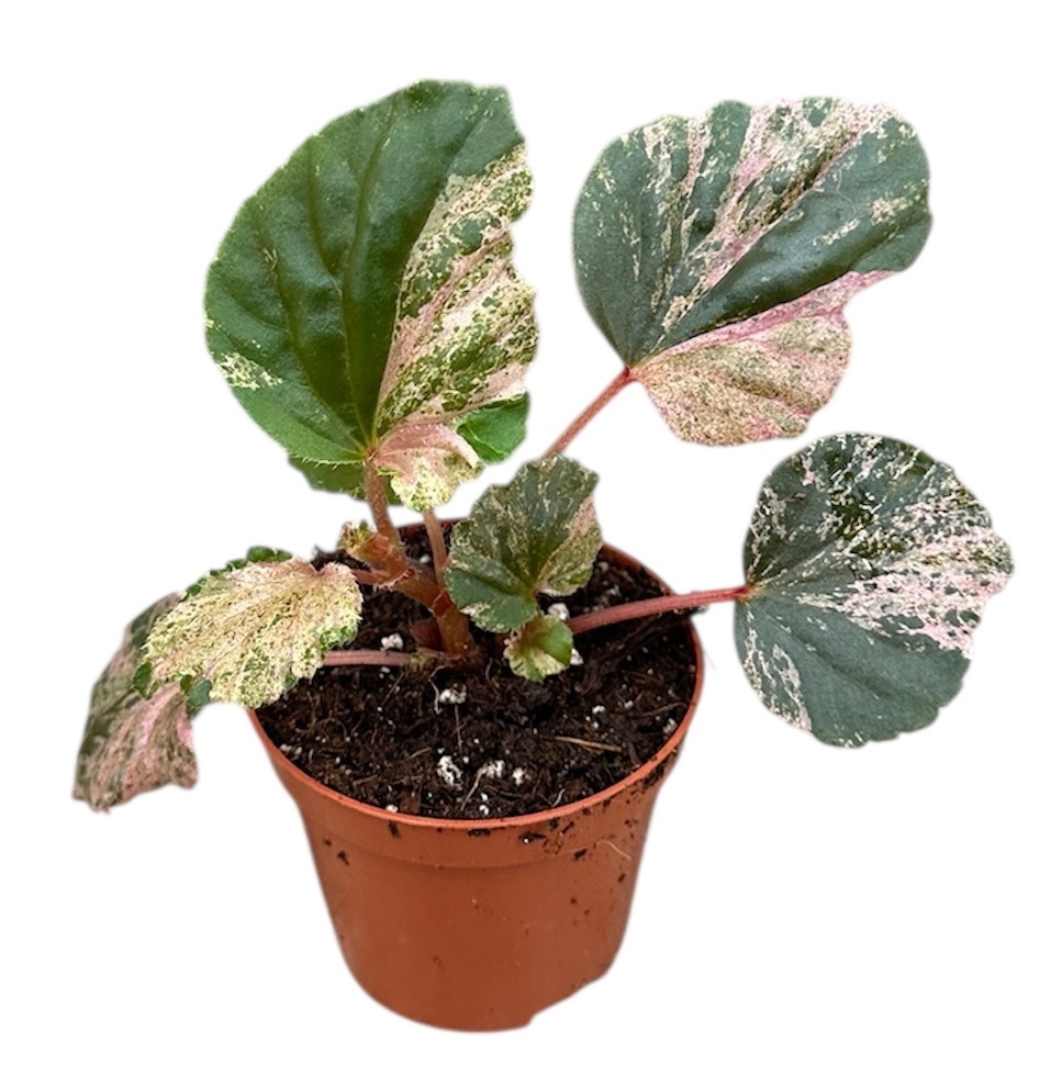 Begonia Cucullata Variegata, D 8