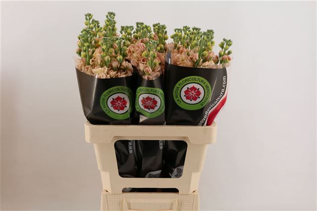 Маттиола од. Айрон Априкот 65, шт.