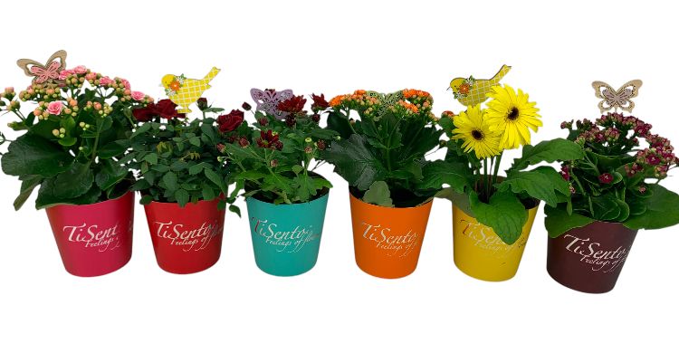 Bloeimix 12 cm | Lente/Zomer | Regenboog Mix | Smartcup + steker, D 12