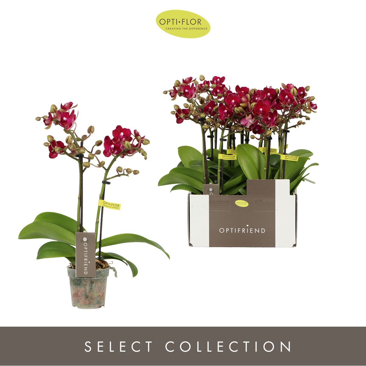 Optifriend Lola 2 spike, D 7 cm