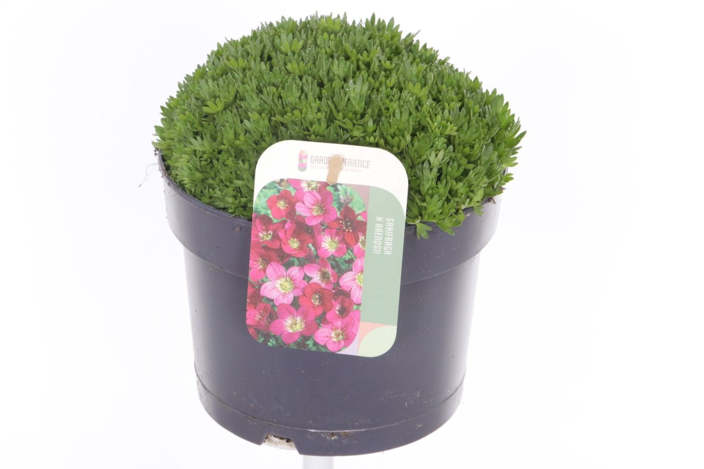 Saxifraga Touran Deep Red, D 17 cm