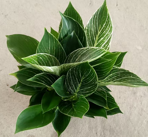 Филодендрон 0.5 платинум даймонд 13 30