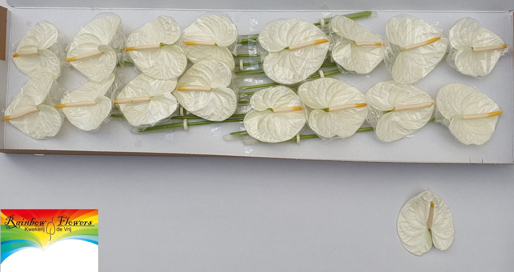 Антуриум Акрополис (бел.) x16, шт.