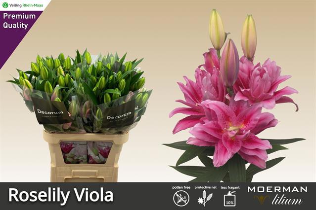 Лилия дв. Роузлили Виола 90, шт.