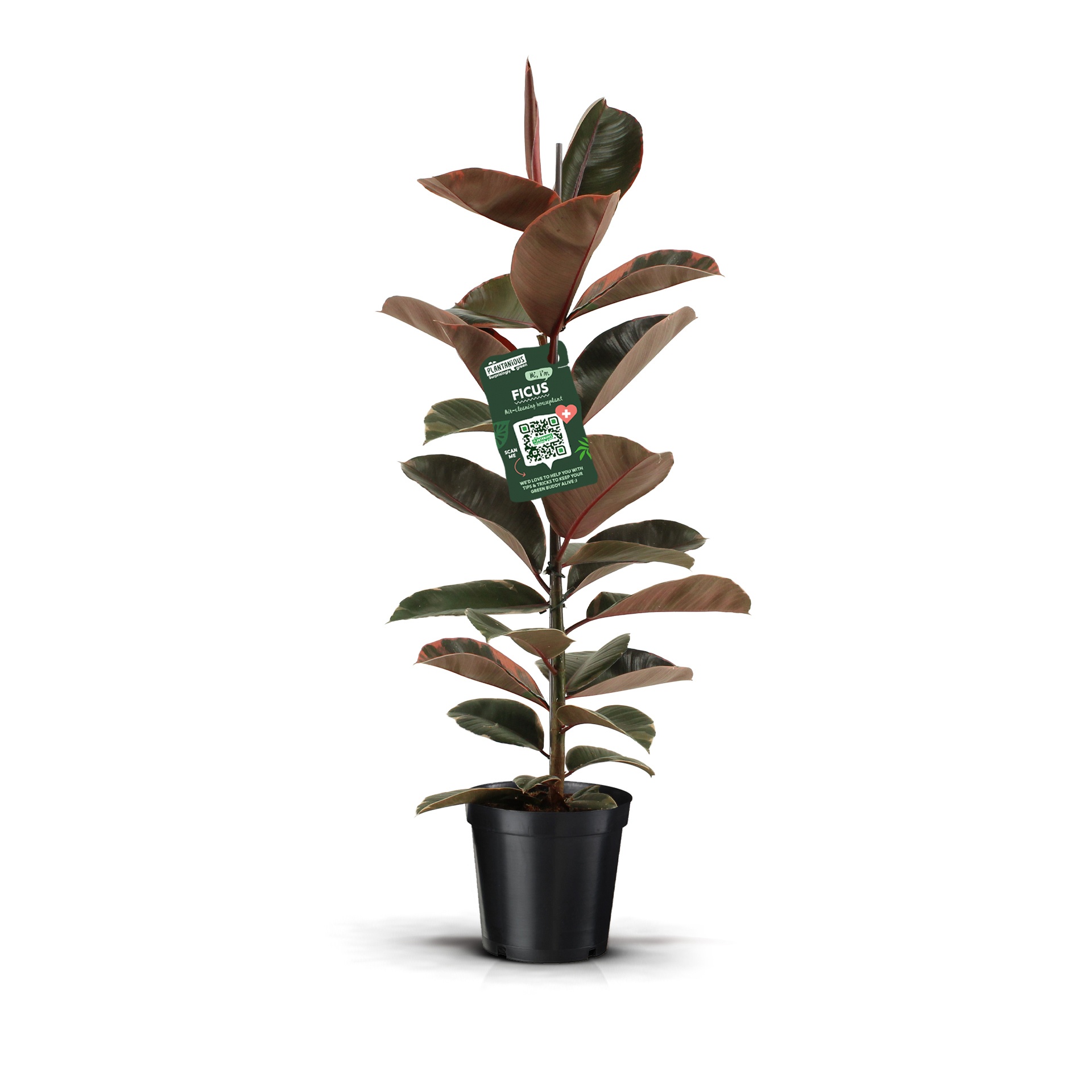 Ficus Elastica Belize, D 21