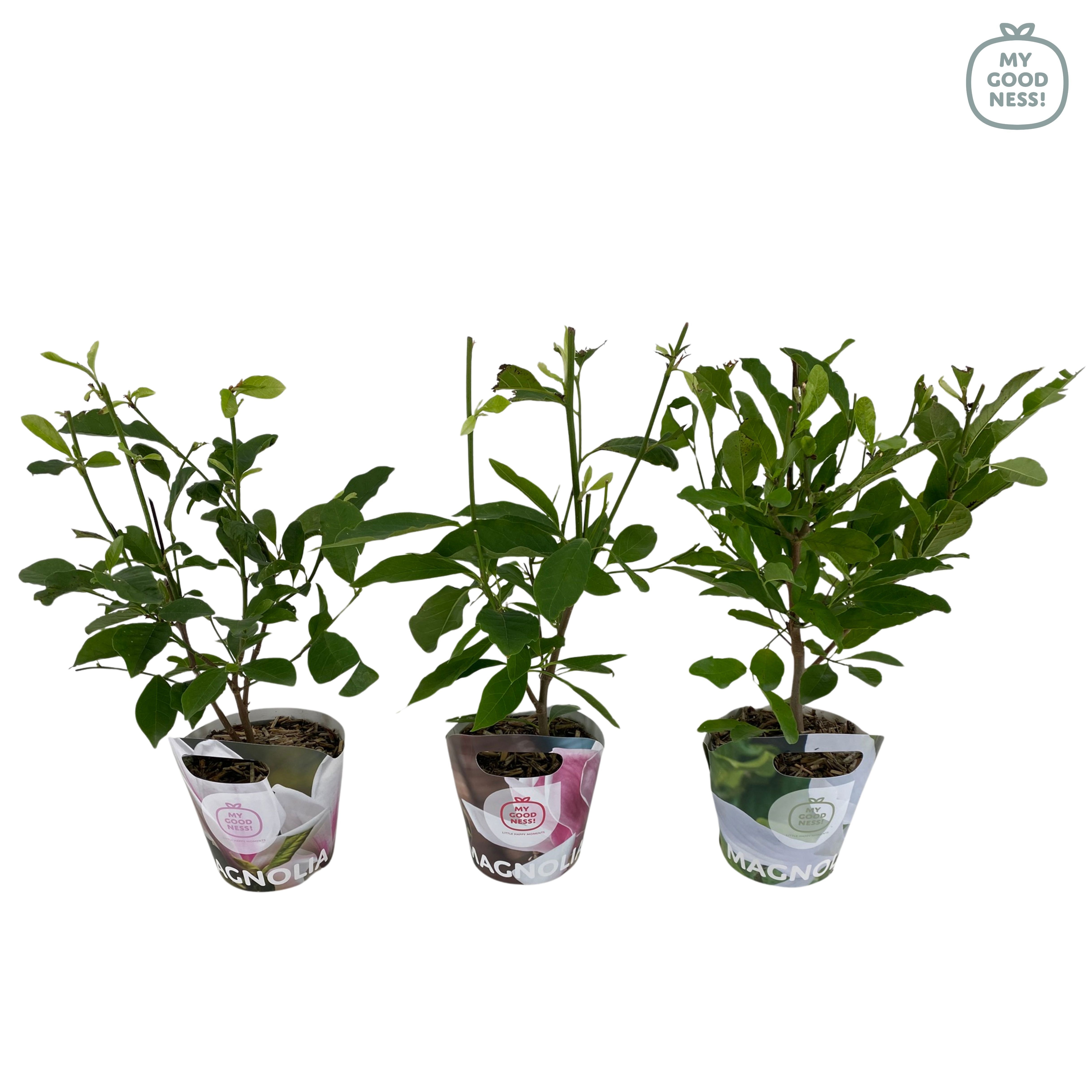 Magnolia p17 'MIx' Potcover, D 17