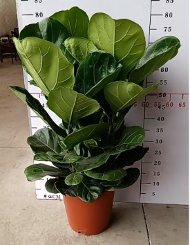 Фикус (9 инчес) Фиддле Лиф Фиг 27 80