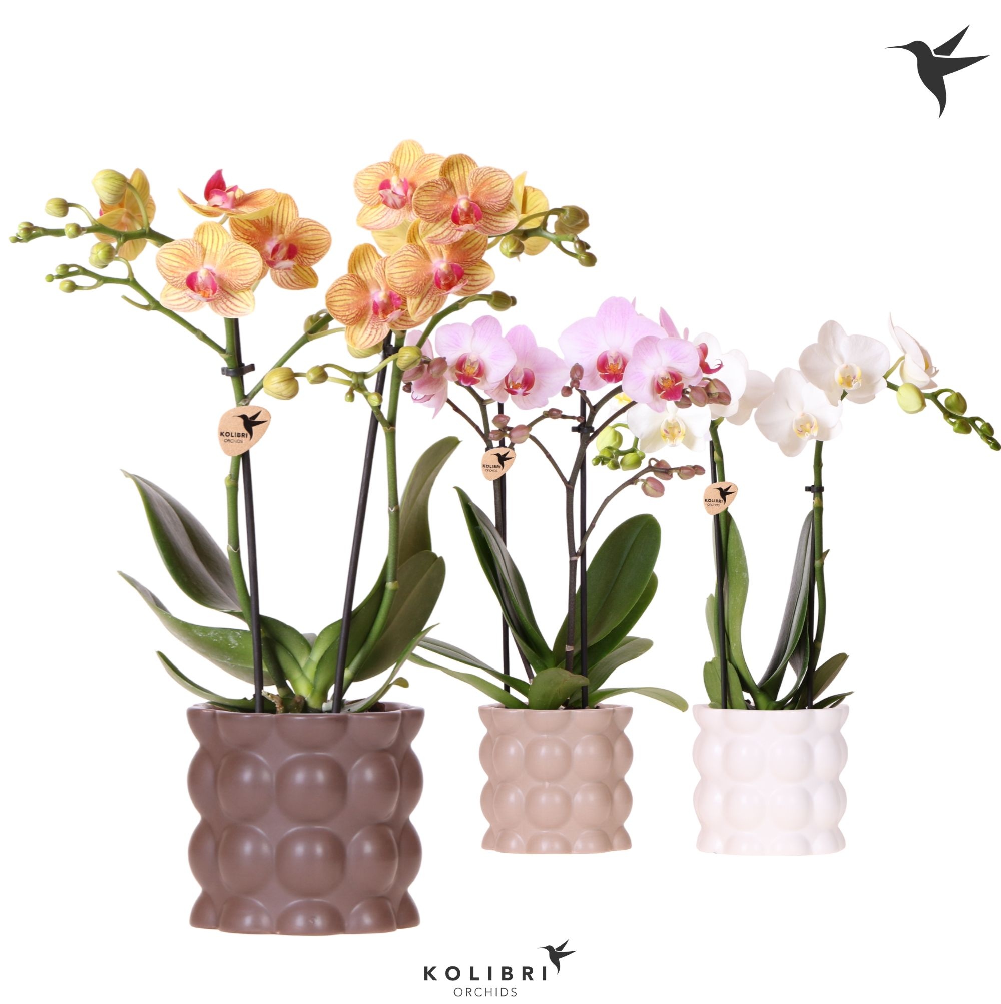 Kolibri Orchids Phalaenopsis mix 2 spike in Cotton pot sand mix, D 9