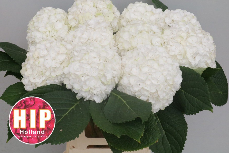 Гортензия Кэннонболл 60, шт.