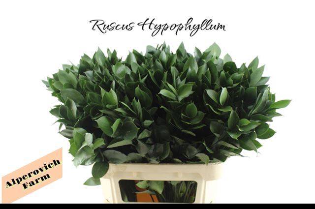 Рускус Израильский 80, шт.