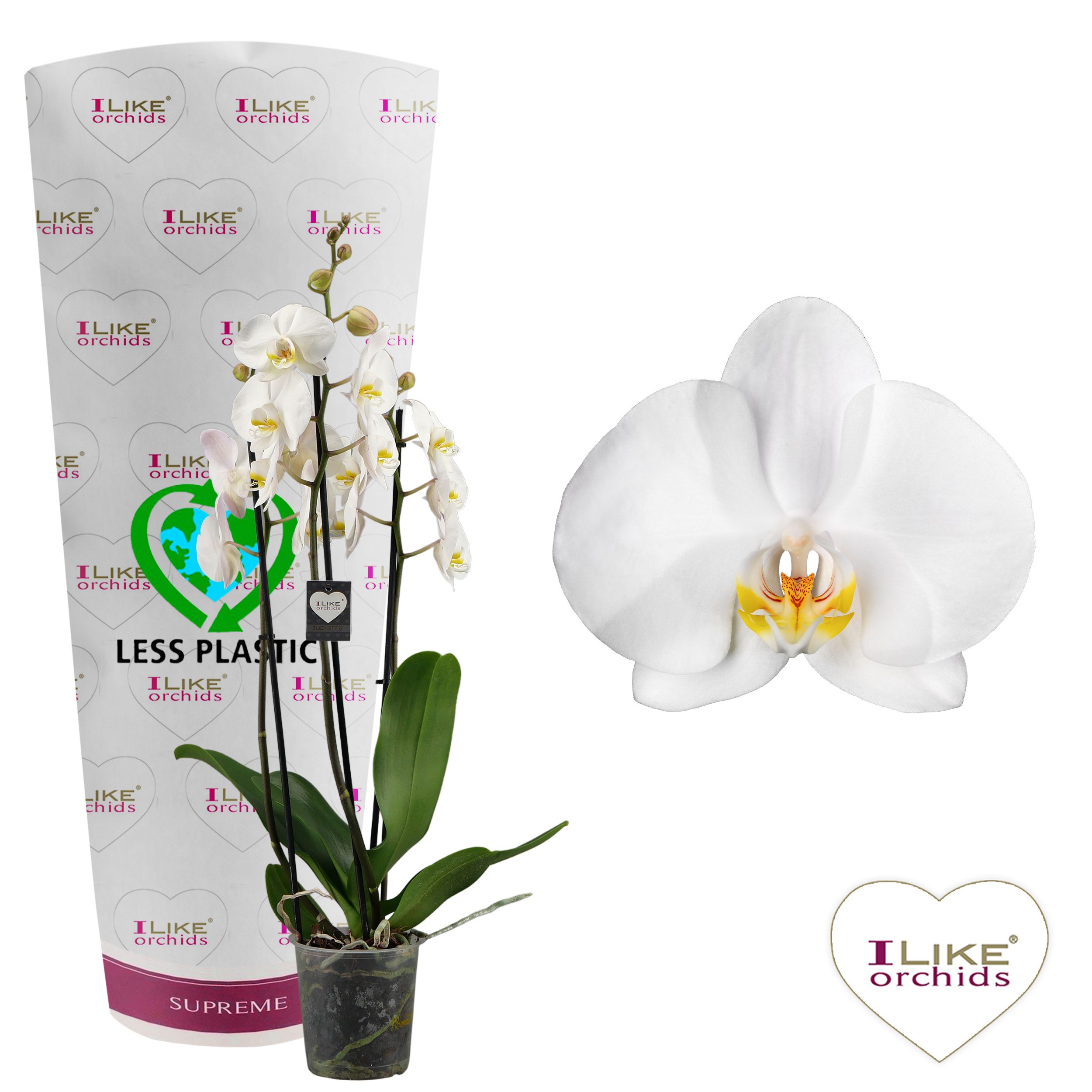 Phalaenopsis Cambridge - 3 tak 70cm (Less Plastic), D 12 cm Phalaenopsis Cambridge - 3 tak 70cm (Less Plastic), D 12 cm