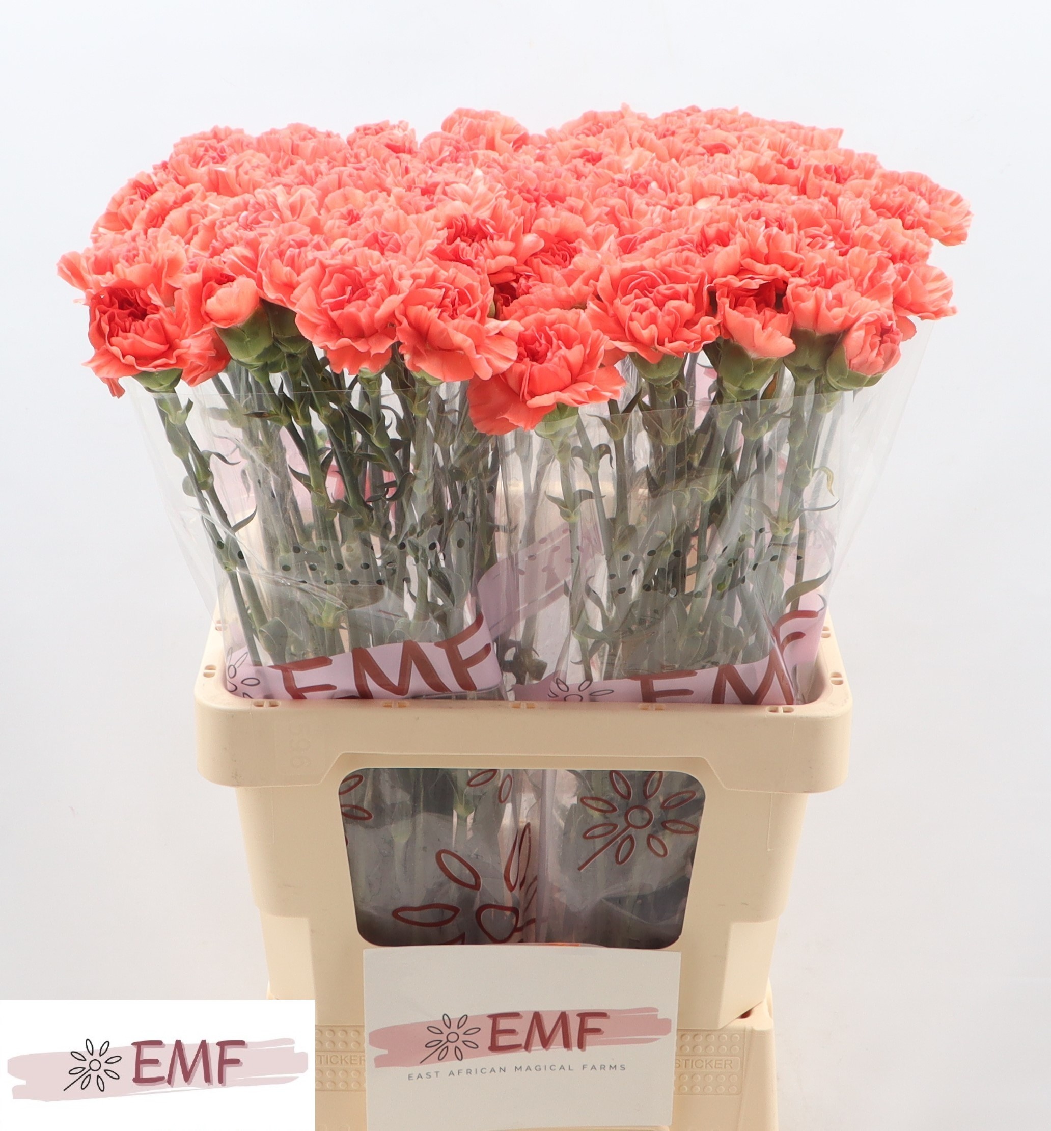 Диантус од. Каролин, шт. Диантус од. Каролин, шт.