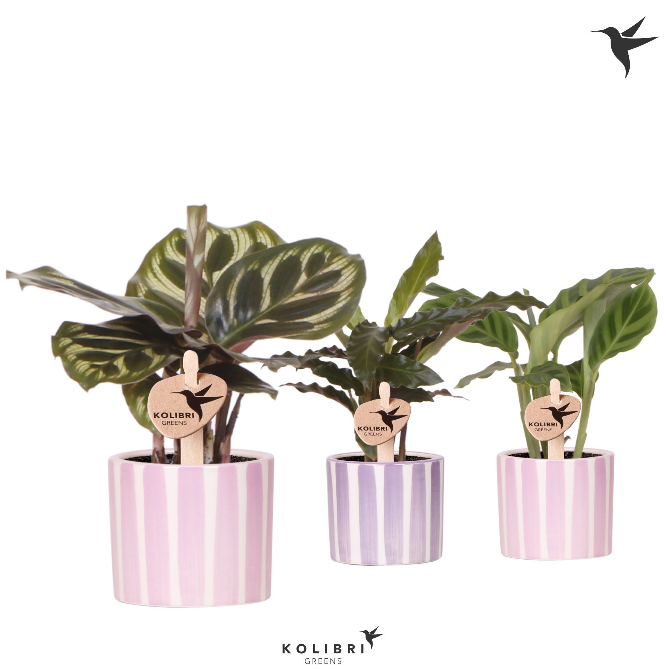 Kolibri Greens Calathea mix in Painted Stripe pot pink mix, D 6
