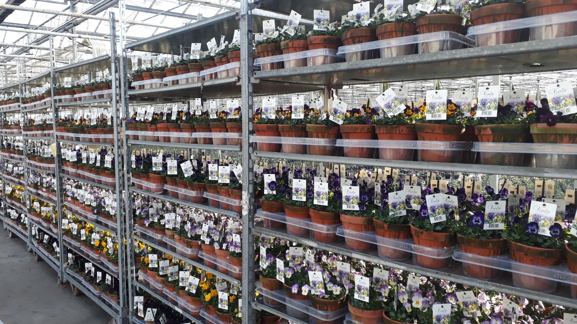 Viola mixkar Endurio F1 in p13 stenen pot, D 13