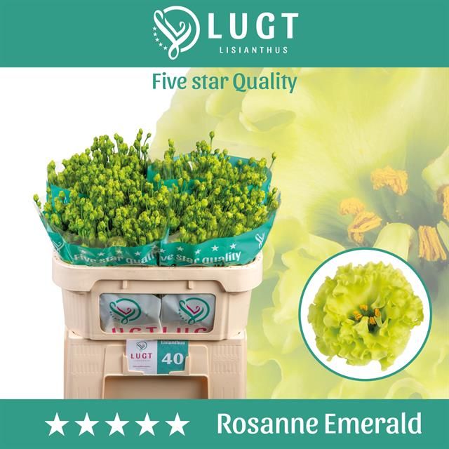 Эустома Росанне Эмеральд 70 (зел.), шт.
