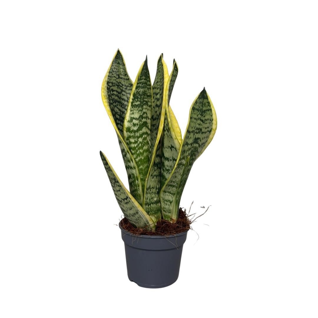 Sansevieria Superba 3pp, D 9