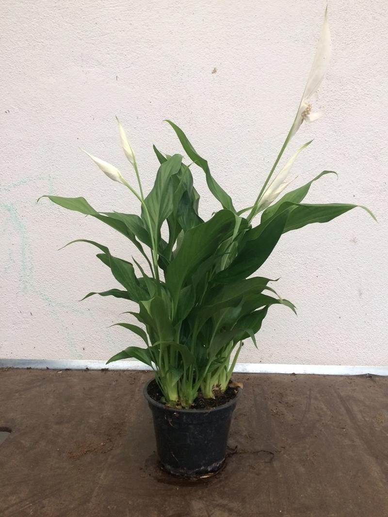 SPATHIPHYLLUM WALLISII 'TANGO', D 12