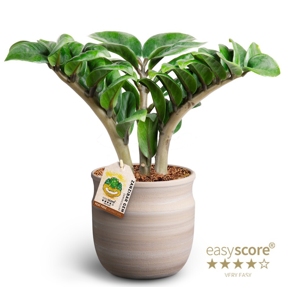 ZAMIOCULCAS ZAMIIFOLIA 41145045 Maceta Zenzi, D 12 cm ZAMIOCULCAS ZAMIIFOLIA 41145045 Maceta Zenzi, D 12 cm