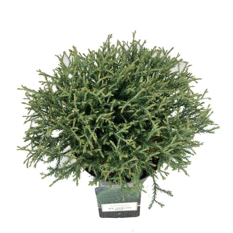 Thuja occ. 'Mr Bowling Ball', D 18