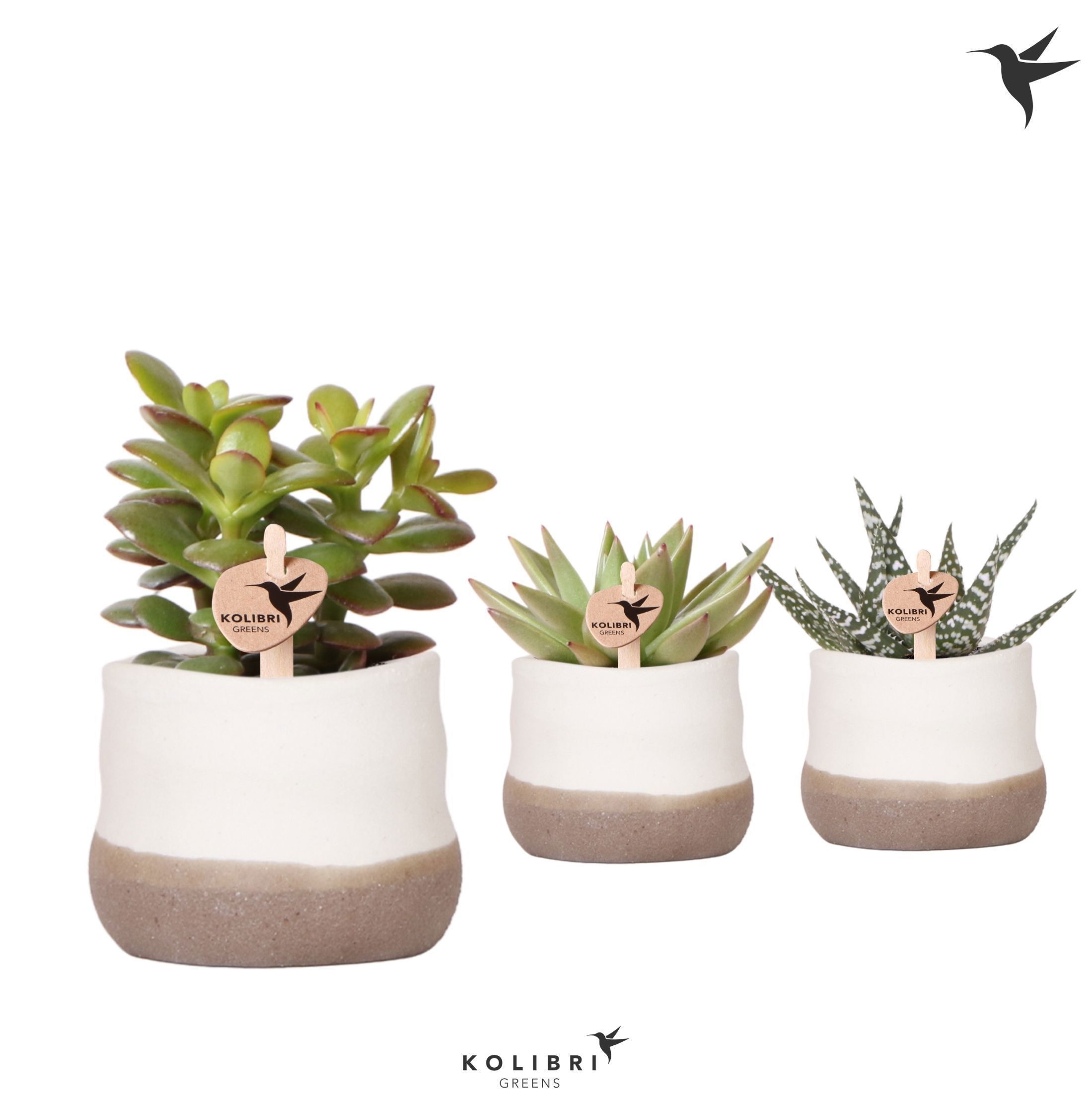 Kolibri Greens Succulenten mix in Imperfect Bag pot, D 6