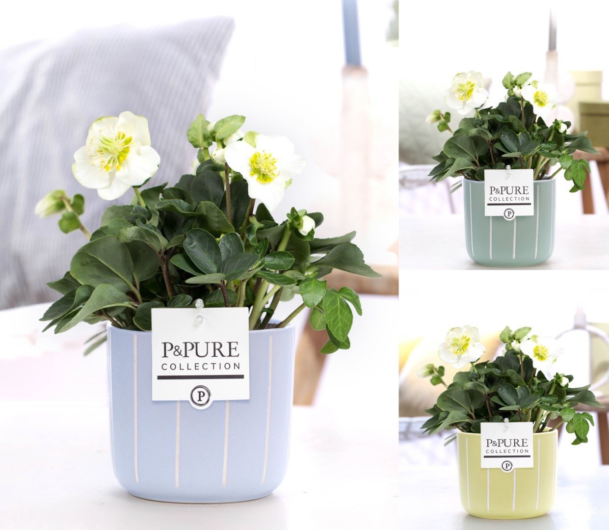 1st class Helleborus "Xmas C." in P&PURE Fleur ceramics ass. 3, D 12