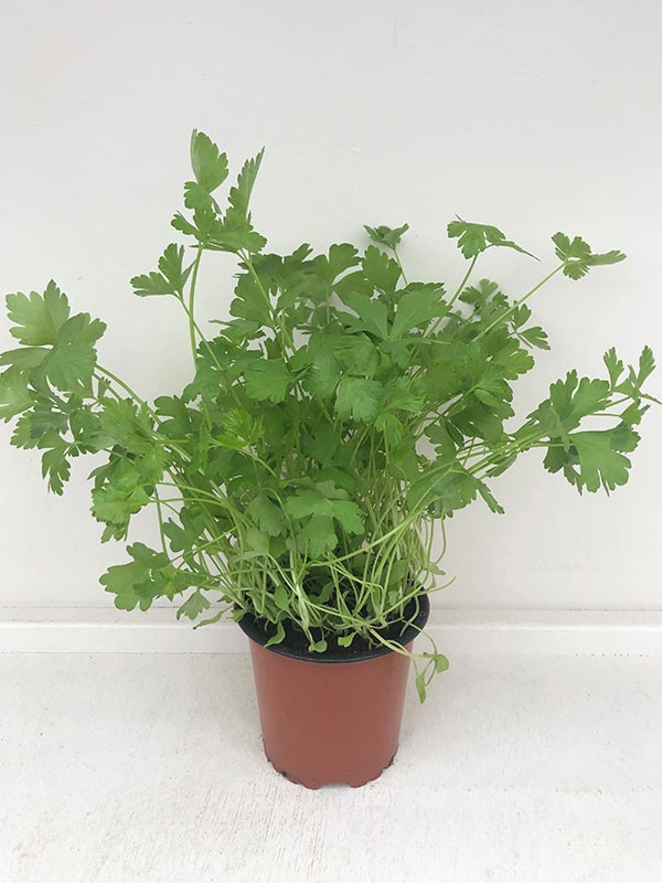 PETROSELINUM CRISPUM 'NEAPOLITANUM', D 11 cm
