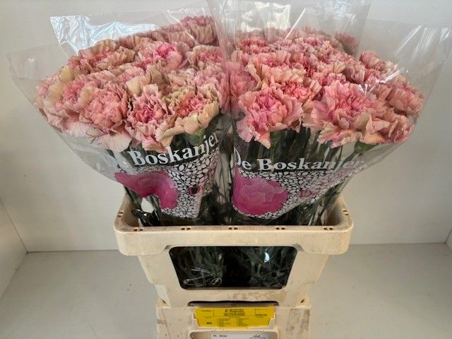 Диантус од. Крета, шт.