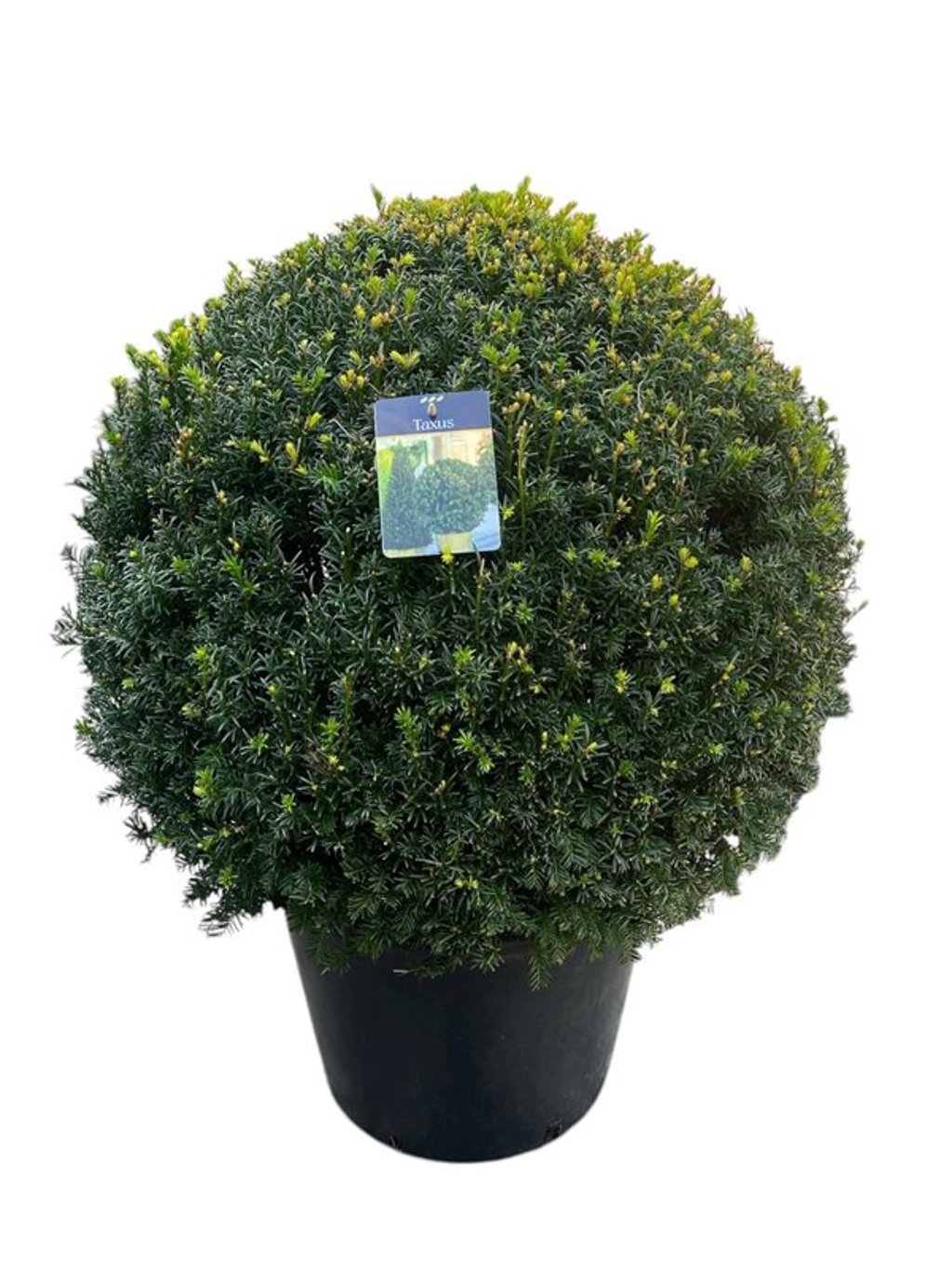 Taxus baccata Bol 70-75 cm c40/p50, D 50