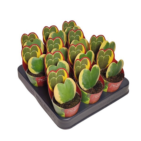 HOYA KERRII VARIEGATA - POT Ø 6,5 COLLECTION WITH POTCOVER (SUCCULENTEN), D 6,5