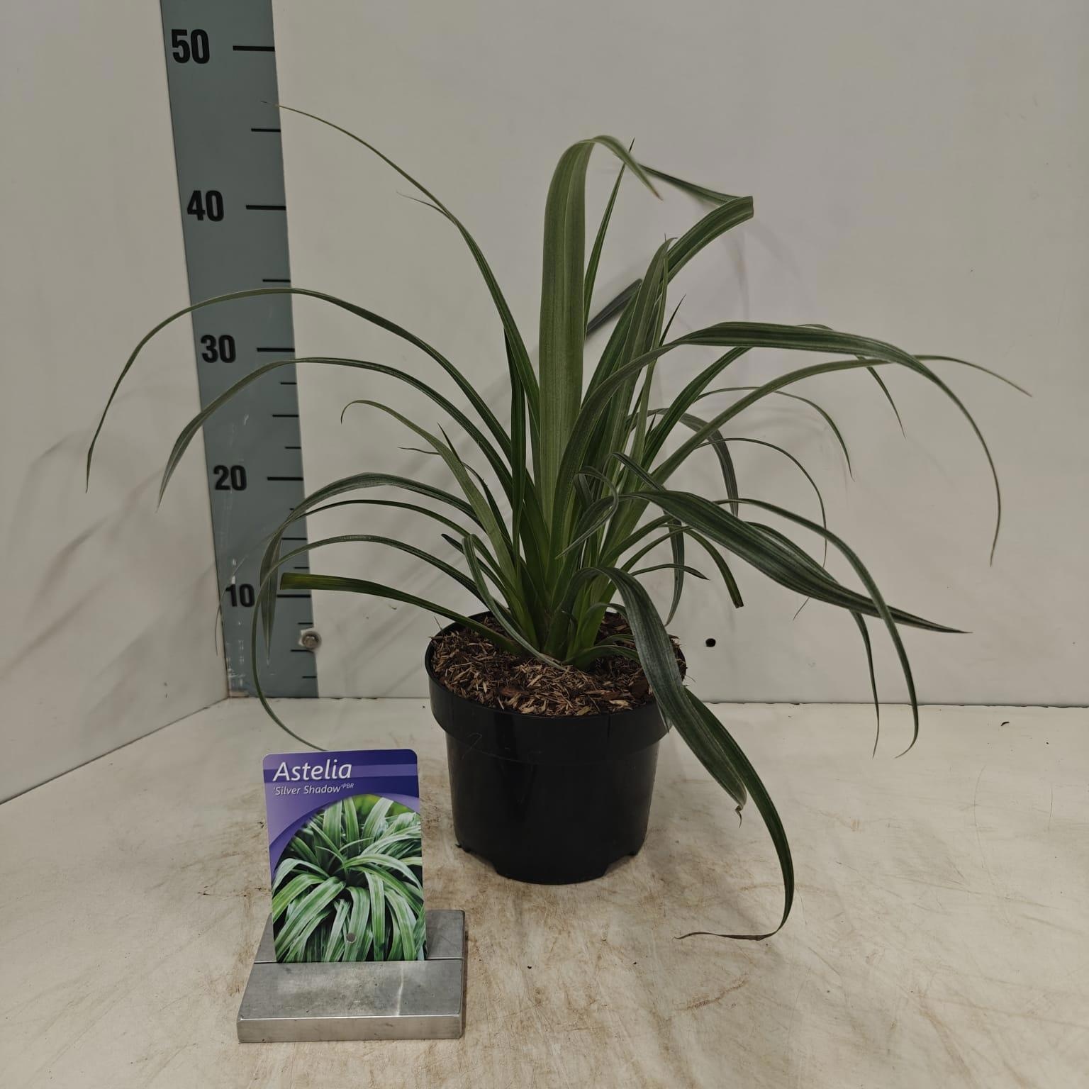 Astelia nervosa 'Silver Shadow', D 17