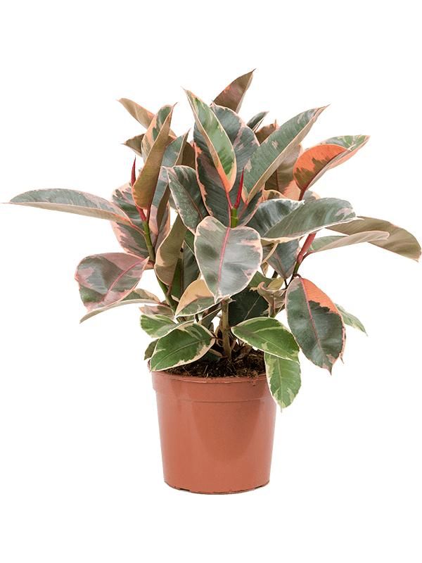 Ficus elastica 'Belize', D 21 cm Ficus elastica 'Belize', D 21 cm