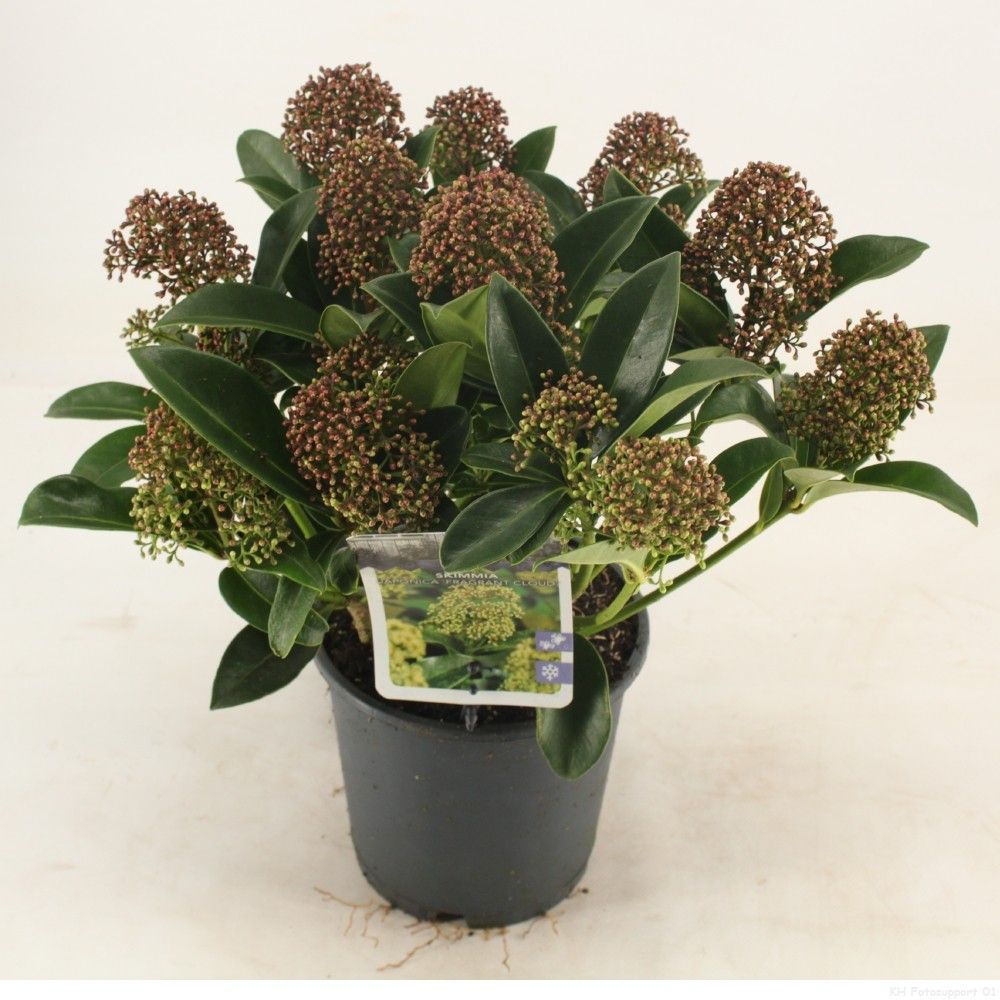 Skimmia jap. 'Fragrant Cloud', D 15