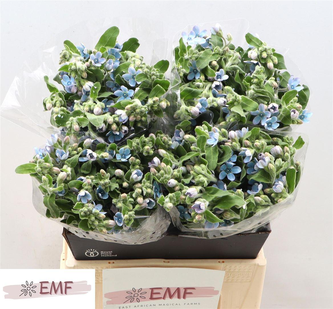 Оксипеталум Таниока Пьюр Блю 45 (голуб.), шт.