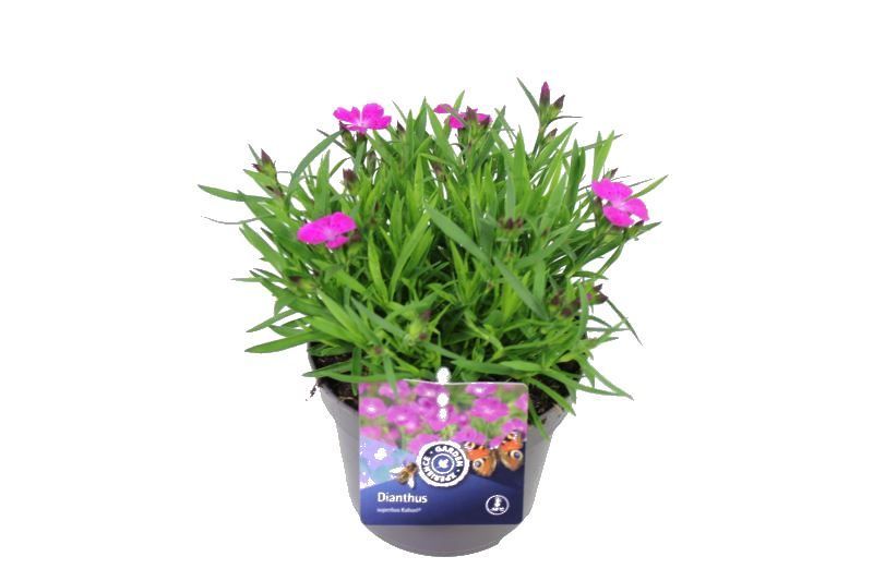 Dianthus caryophyllus Ariana, D 13