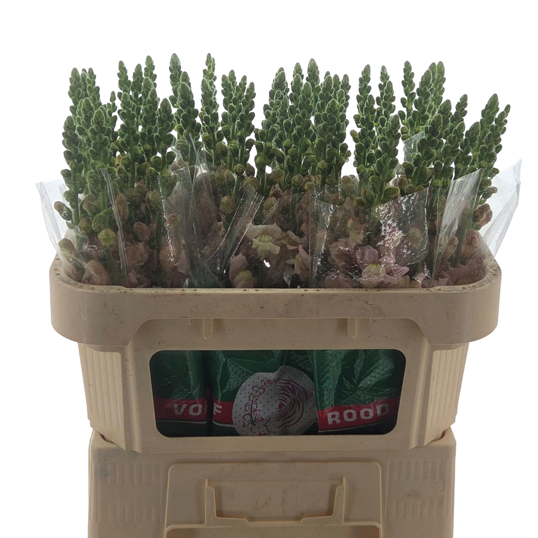 Антирринум Кул Пинк, шт.