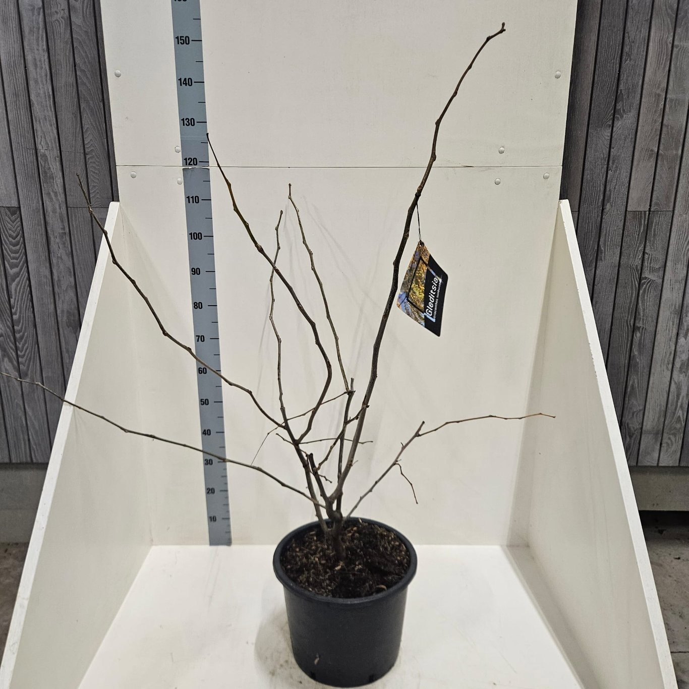 Gleditsia triac. 'Sunburst', D 40