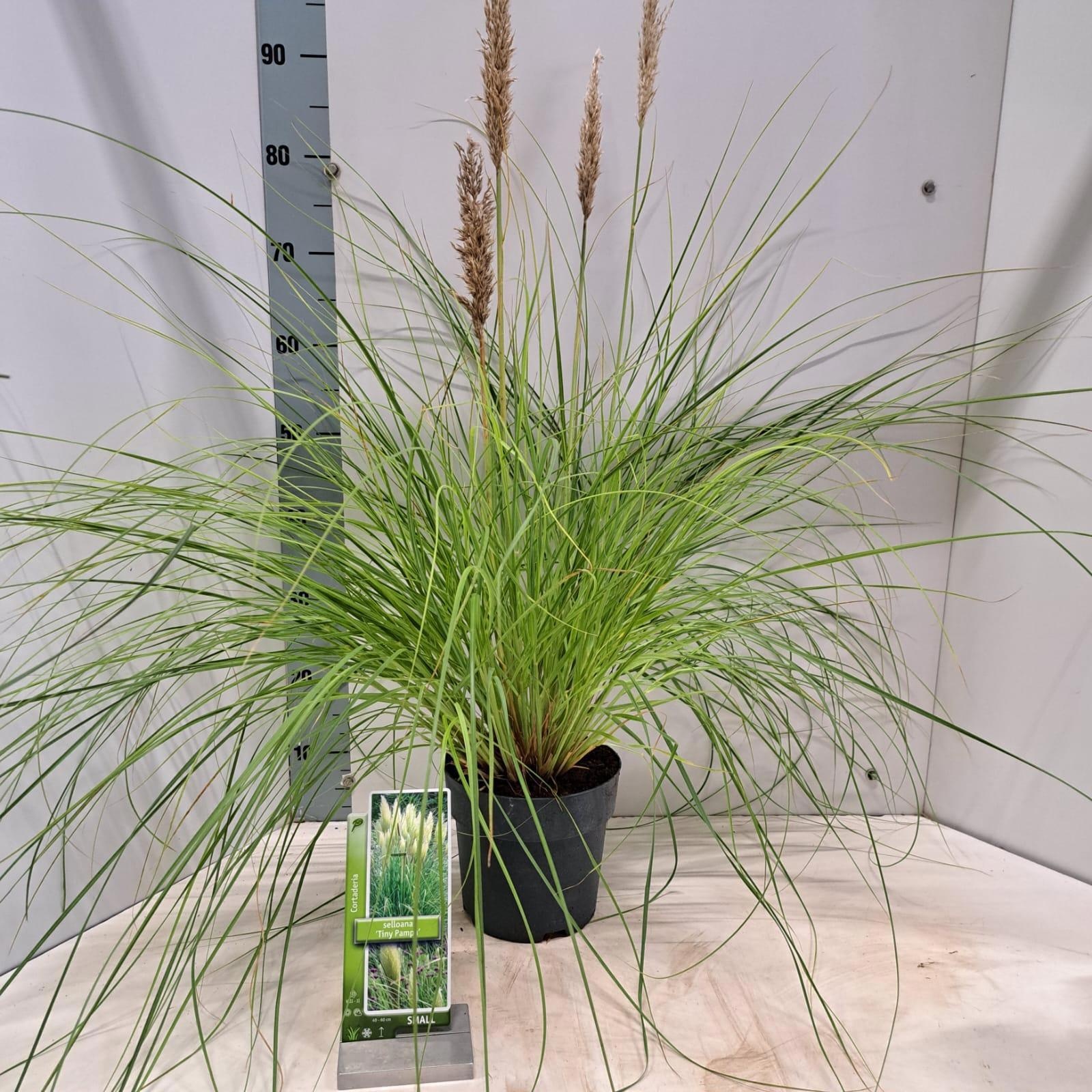 Cortaderia selloana Tiny Pampa (‘Day1’PBR), D 19