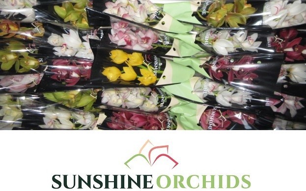 Цимбидиум мини Микс x25 30, шт.