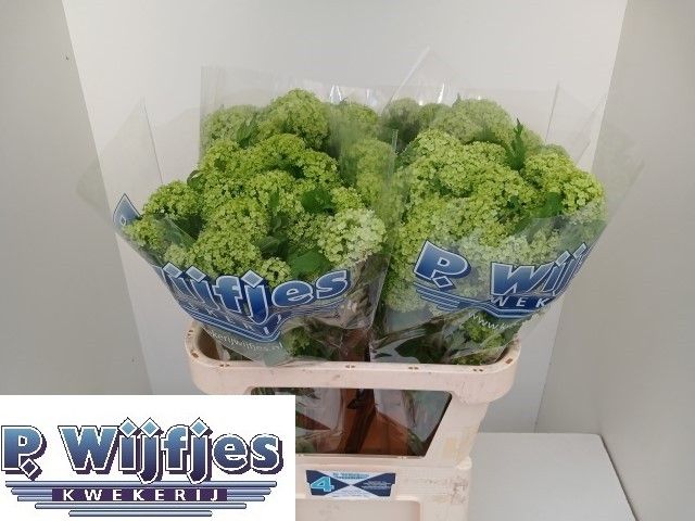 Вибурнум Розеум 80 (зел.), шт.