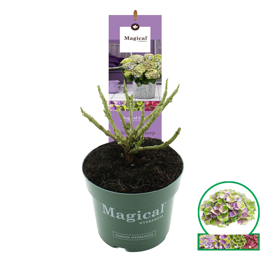 Hydrangea macr. Magical® 'Jewel'® Blauw C2 (17cm.), D 17