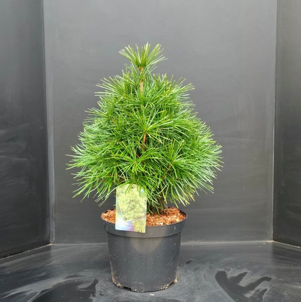 Sciadopitys verticillata, D 26