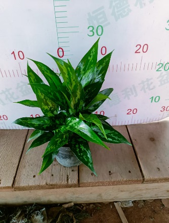 Аглаонема блэк бьюти 12 25