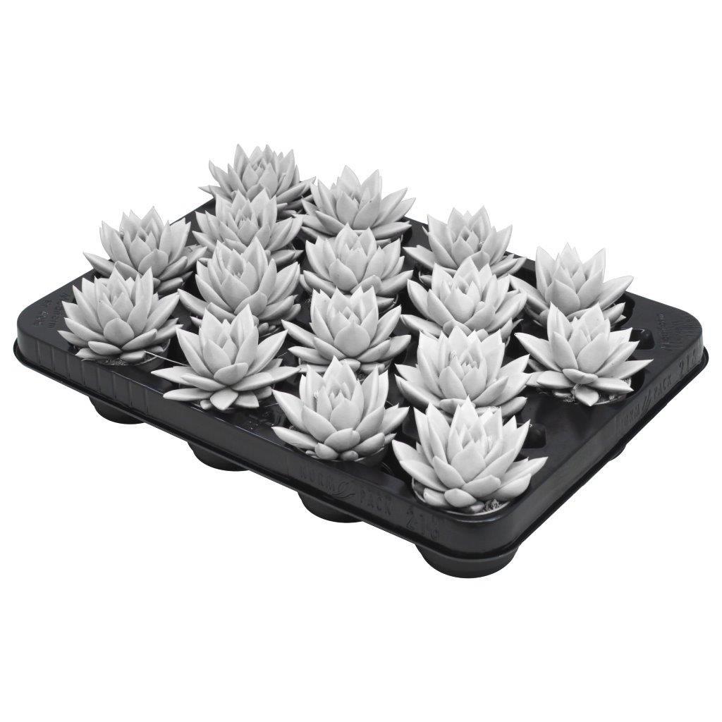 Miranda coloured white, D 6 cm