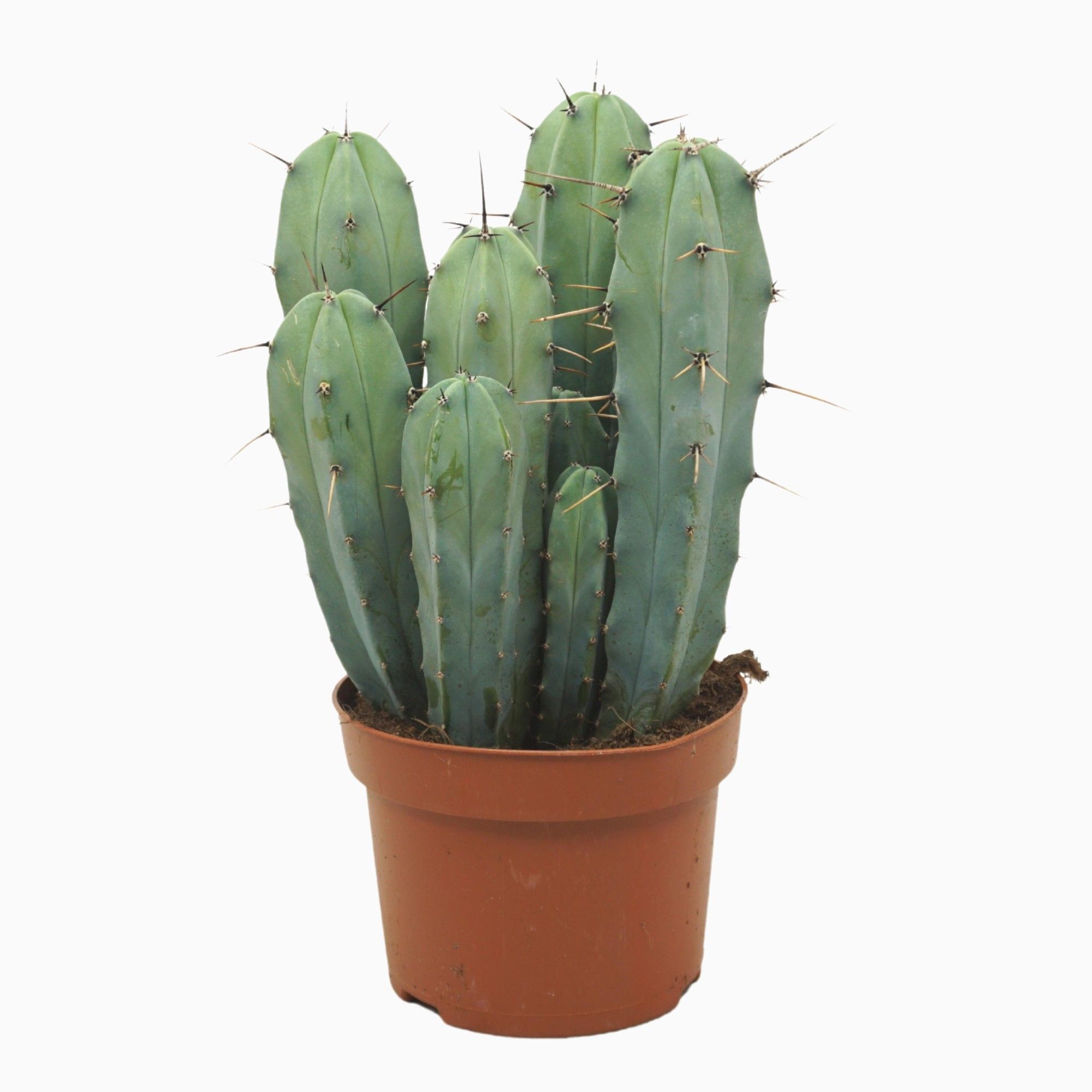 Myrtillocactus geometrizans groep 13 cm, D 13 cm Myrtillocactus geometrizans groep 13 cm, D 13 cm