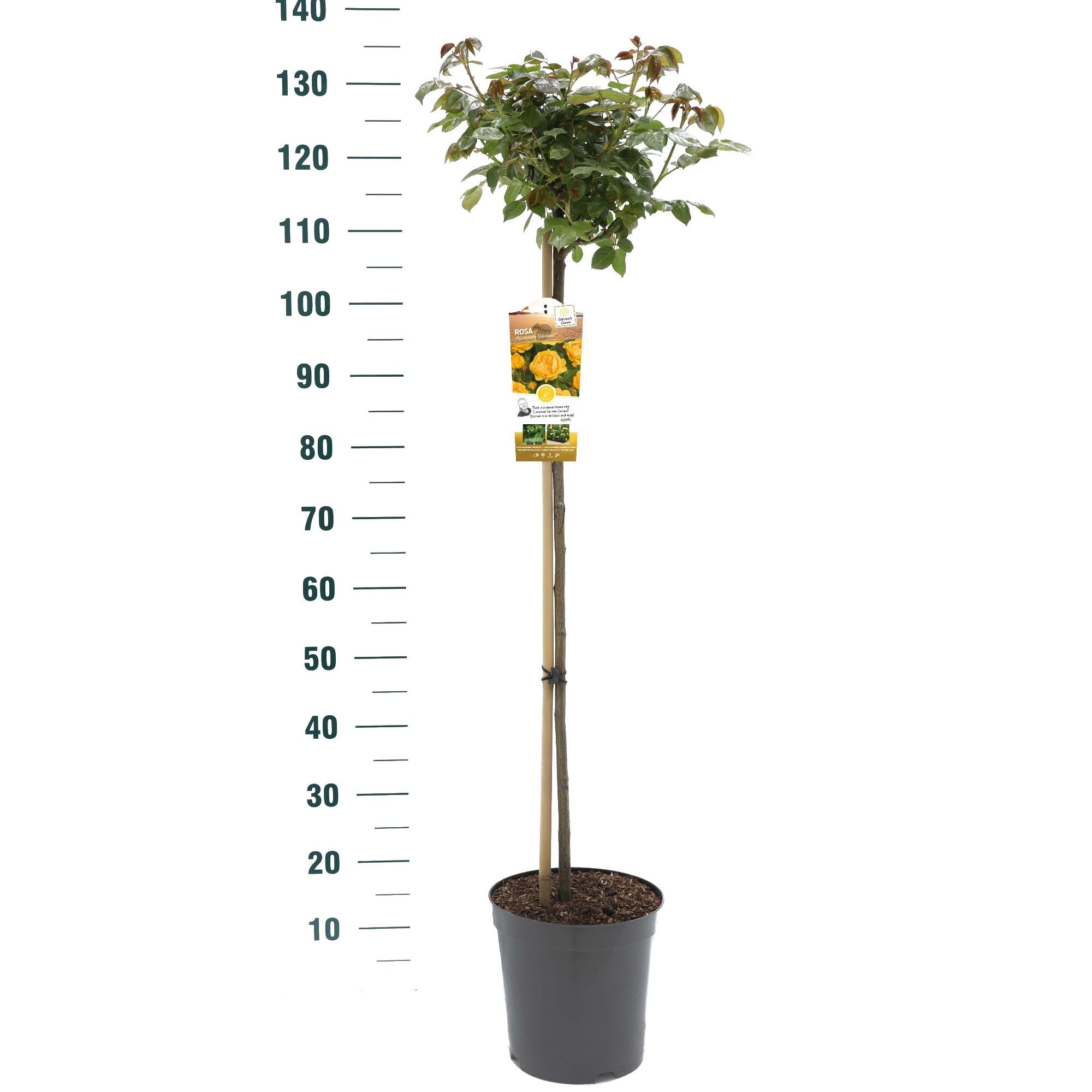Rosa 'Absolutely Fabulous' - 90 Stam - Exclusive Collection, D 24 cm Rosa 'Absolutely Fabulous' - 90 Stam - Exclusive Collection, D 24 cm