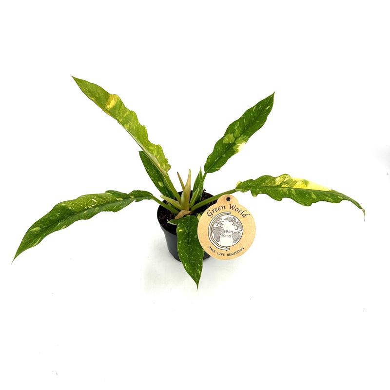 PHILODENDRON-HYBRID 'Ring of Fire', D 12 cm