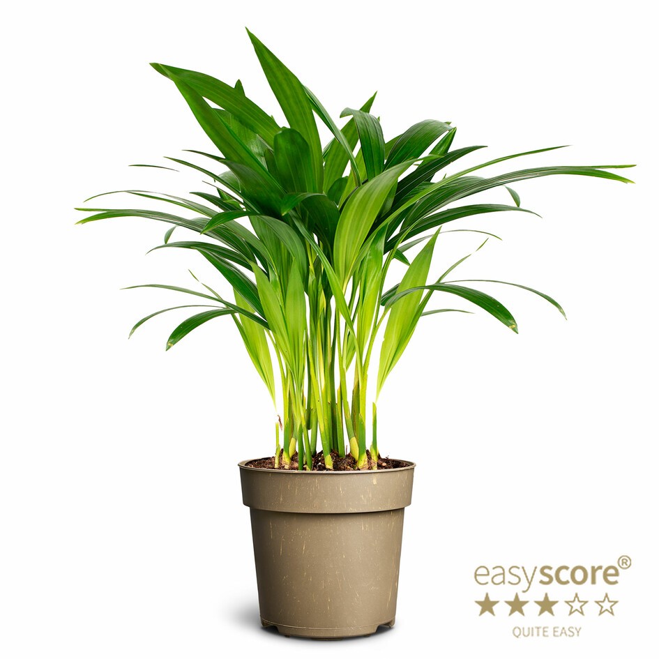 DYPSIS LUTESCENS, D 11