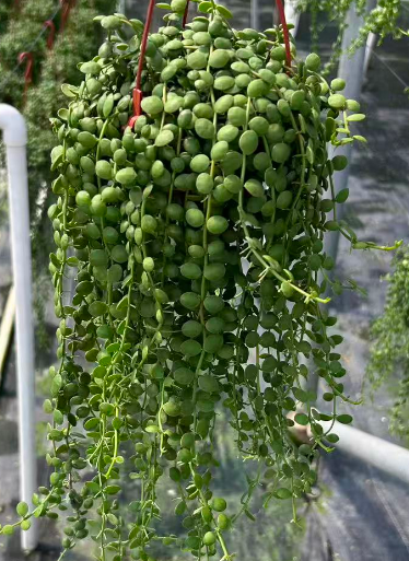 Суккулент олл пендант Таи Буддхист бидс 11 28