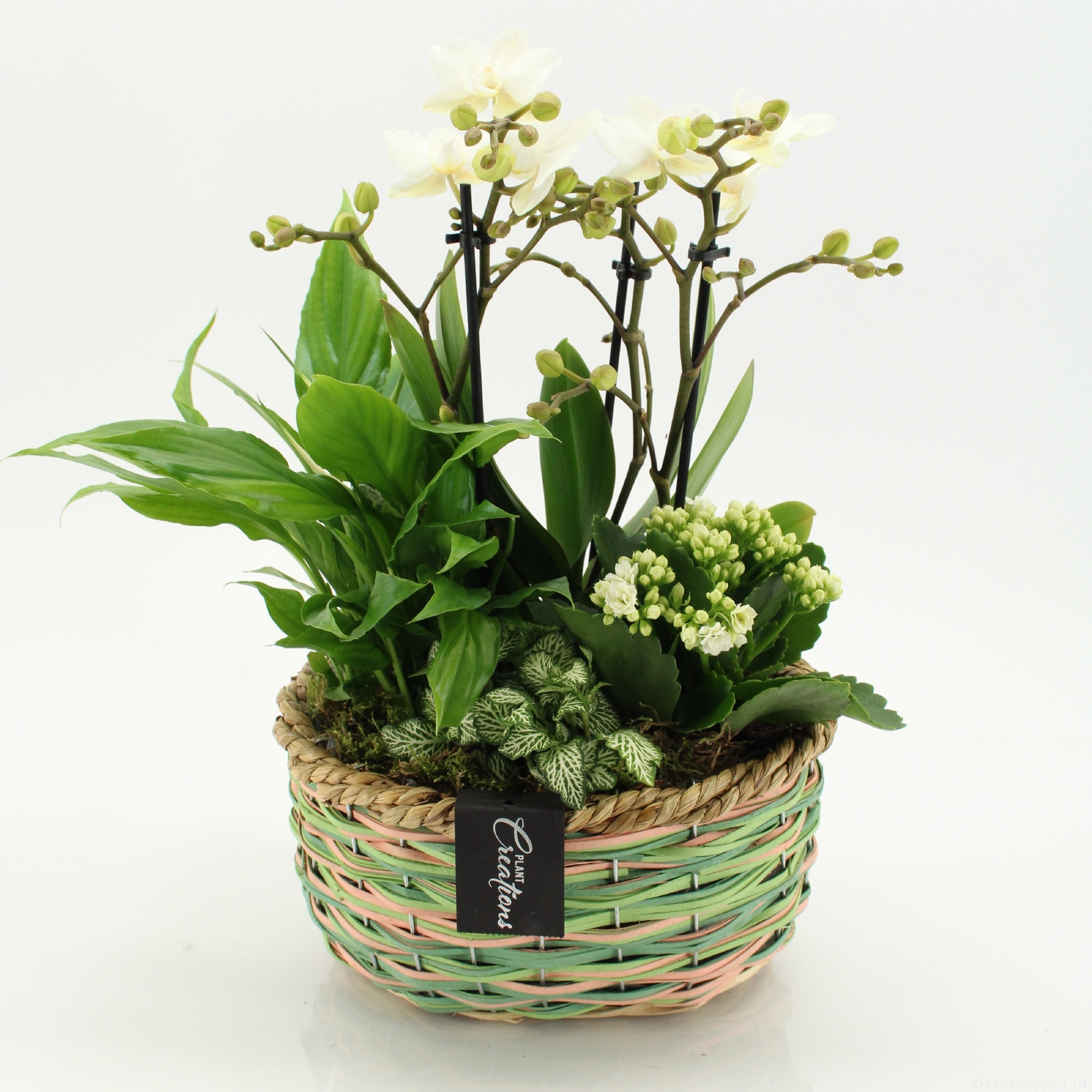 PHAL-2652W Phalaenopsis creatie, D 23