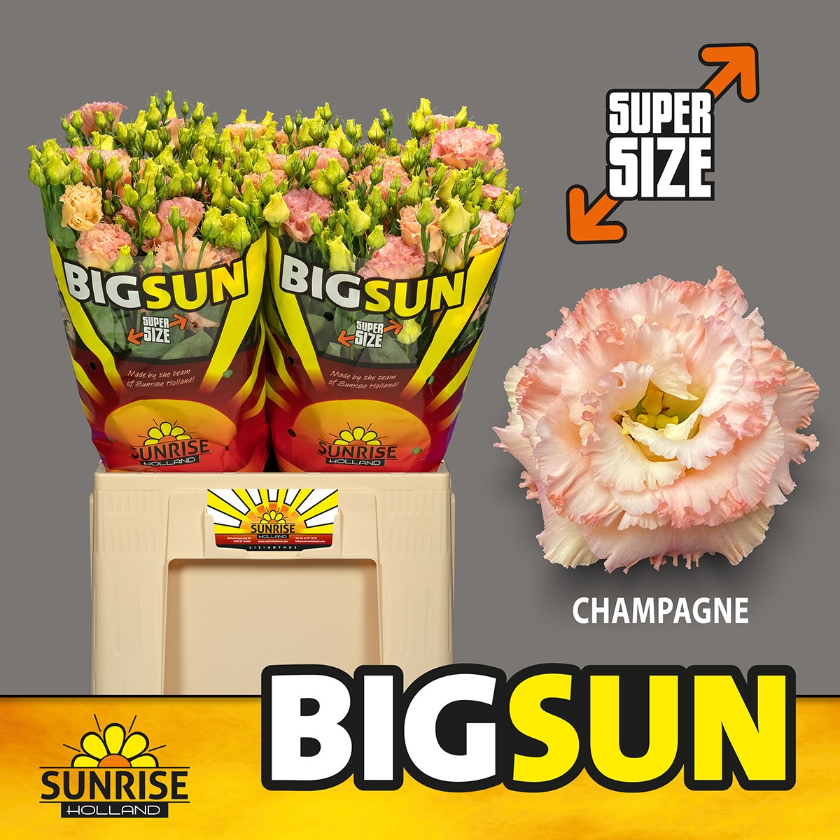 Эустома Алисса Шампань 65 (светло-роз.), шт.